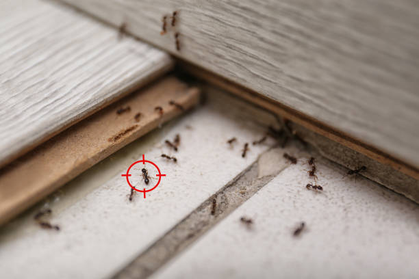 Best Pest Control for Homes  in Montour Falls, NY