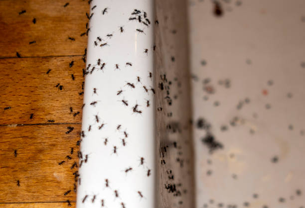 Best Ant Control Services  in Montour Falls, NY