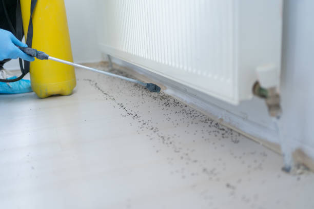 Best Best Pest Control Companies  in Montour Falls, NY