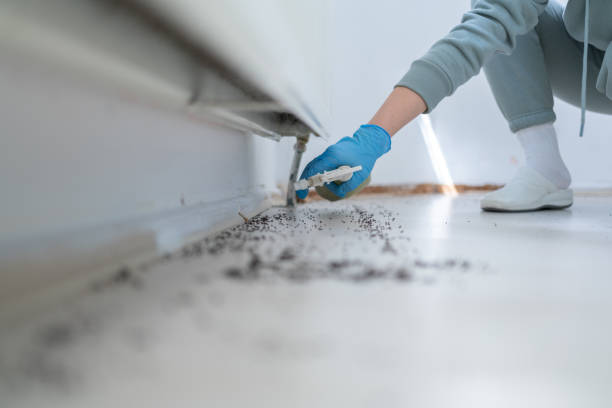 Best Insect Control  in Montour Falls, NY